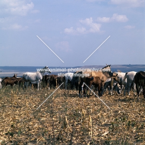 herd of akhal tekes and arabs at tersk stud farm Russia, 