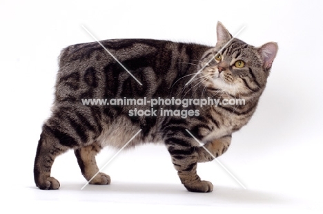 Brown Classic Tabby Manx cat walking