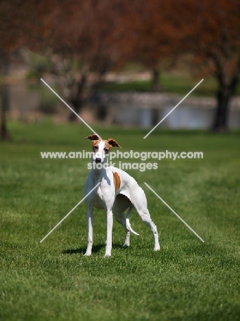 young Whippet in field