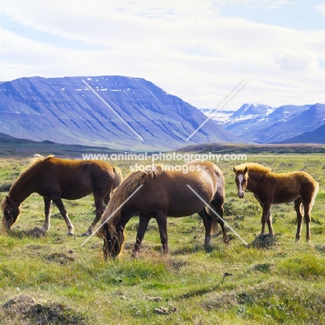 Iceland Horses at Sauderkrokur