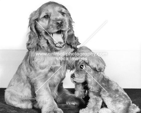 Cocker Spaniel puppy with dog toy