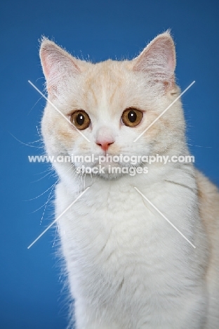 British Shorthair head study on blue background