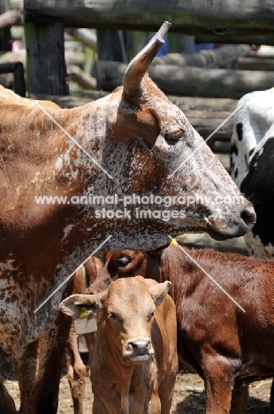 Nguni Cattle profile