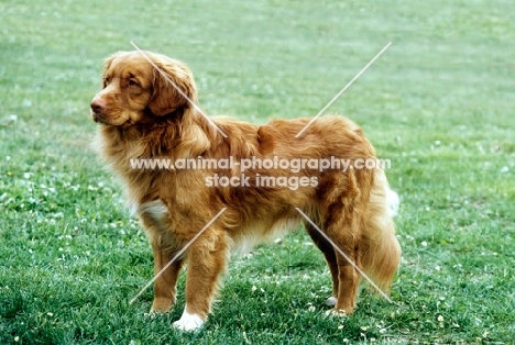 nova scotia duck tolling retriever at  world show Vienna 