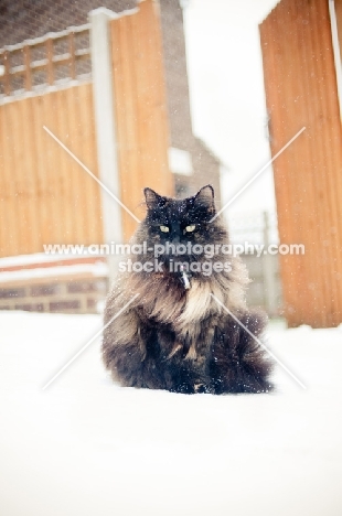 non pedigree cat in winter