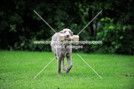 Weimaraner retrieving dumbell