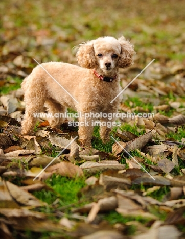 apricot coloured toy Poodle in autumn