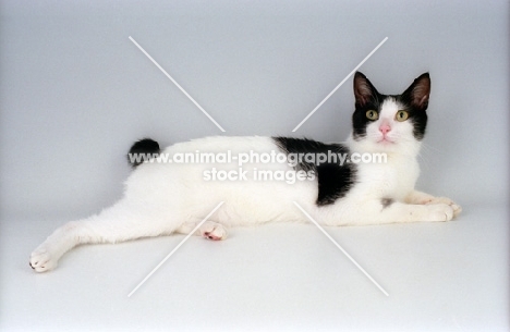 black and white Japanese Bobtail cat, lying down