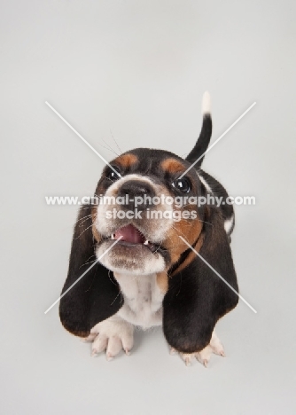 Basset Hound puppy in studio on gray background, howling at camera.