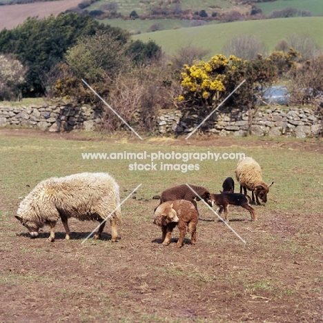 two portland ewes and lambs, some cross bred, in paddock, two lambs butting