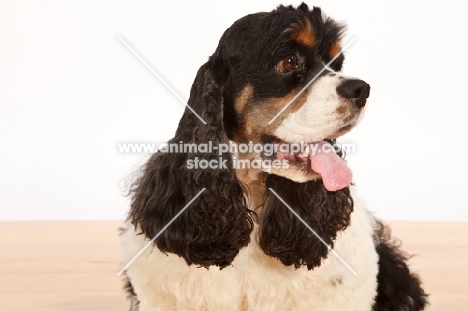 American Cocker Spaniel, looking away