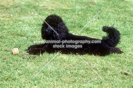 miniature poodle, undocked, with a ball
