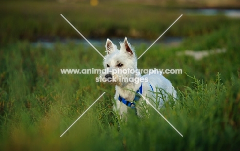 West Highland White Terrier in grass