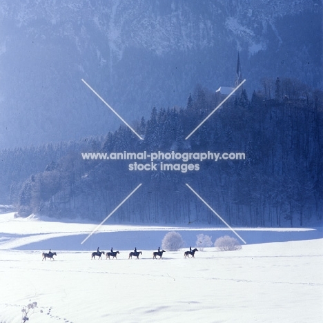distant view of Haflinger ponies and riders in snow, Austria