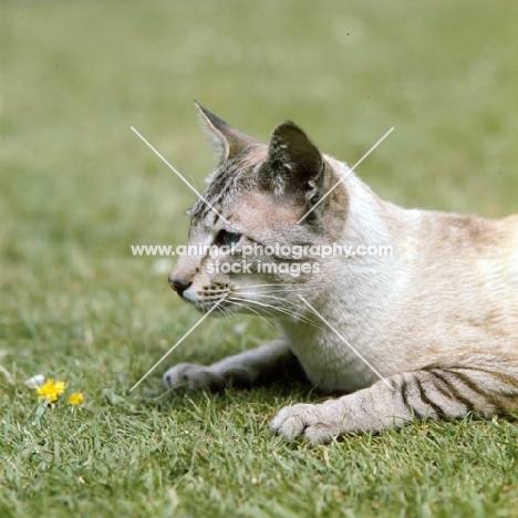 ch reoky cheetah, siamese tabby point (chocolate) cat