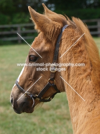 thoroughbred foal wearing halter