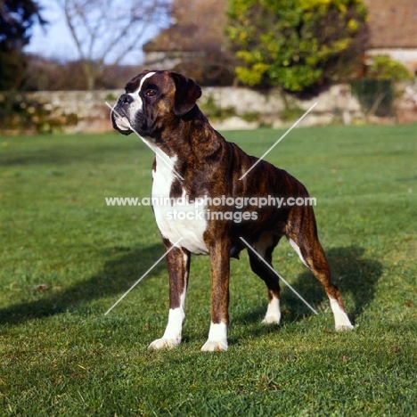 boxer looking alert