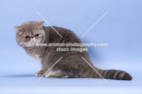 male Blue Spotted Tabby Exotic Shorthair