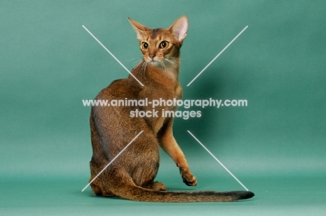 1 year old ruddy (usual) Abyssinian cat, back view