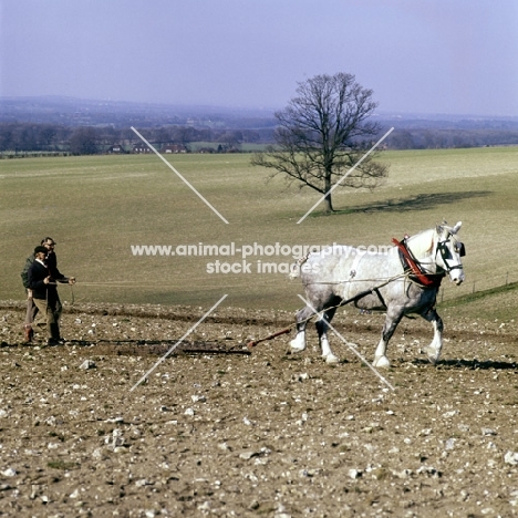 heavy horse working with harrow