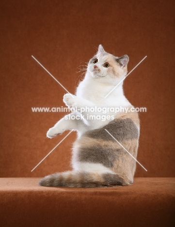 British Shorthair on orange background