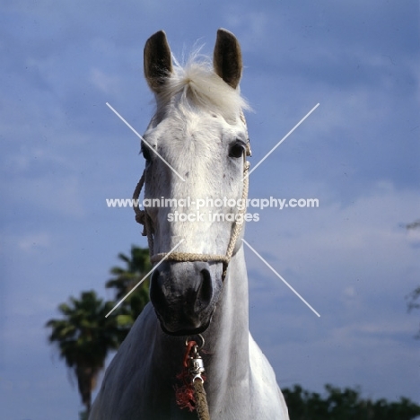 famous show jumper, Dutch warm blood head shot, John Whitaker, much loved horse