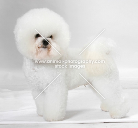 Australian Champion Bichon Frise