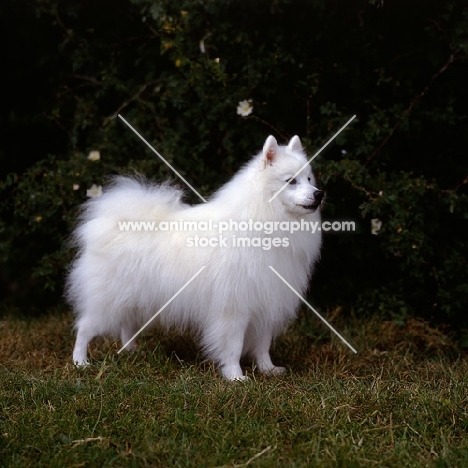 japanese spitz