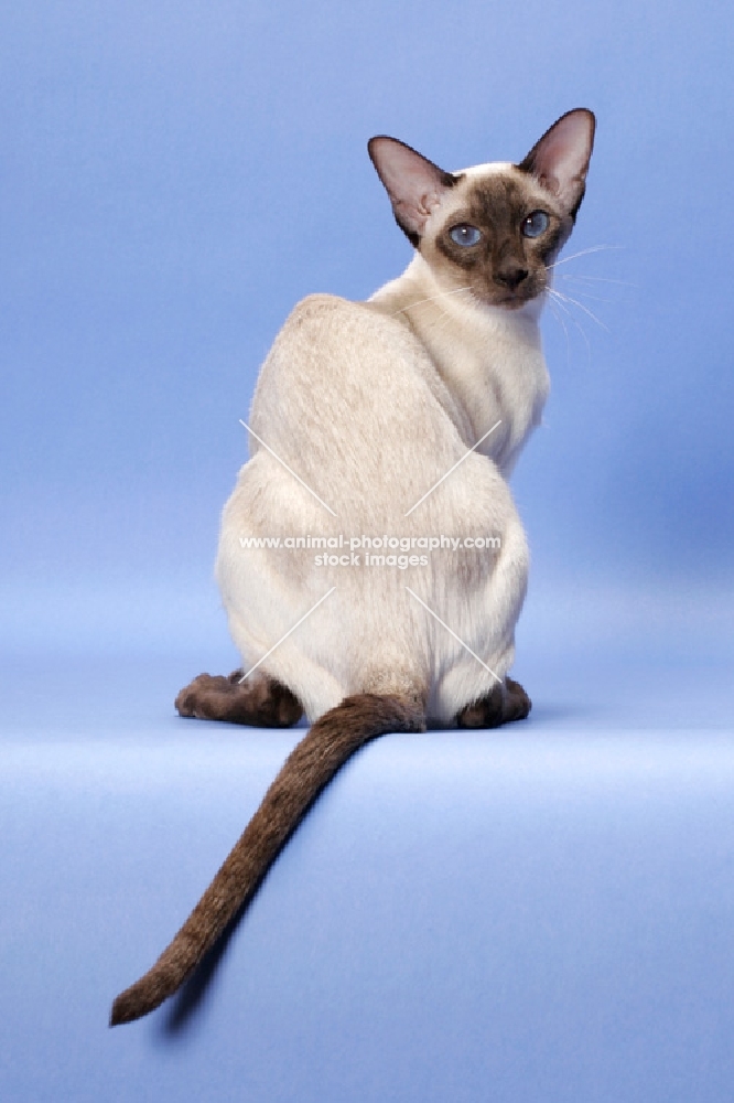 Chocolate Point Siamese cat, back view