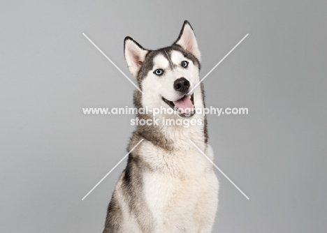 Siberian Husky sitting in studio, smiling at the camera.