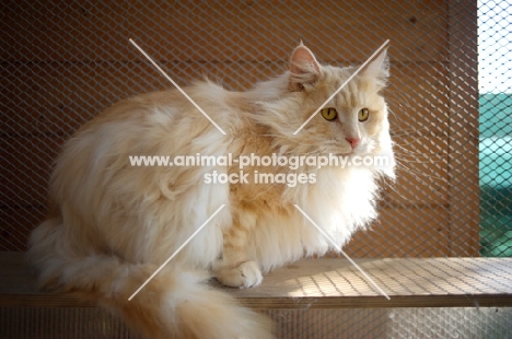 champion Valentino Sterling Silver resting on a cat shelf