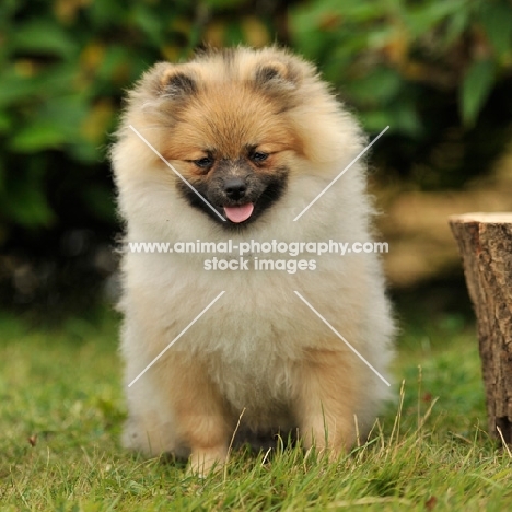 pomeranian, puppy