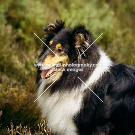 rough collie, ch pelido black belle, tri colour' in heather