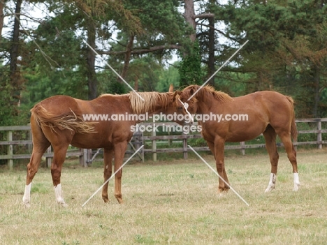two Thoroughbred horses