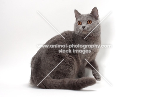 Chartreux cat turning