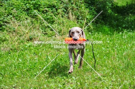 Weimaraner retrieving dummy