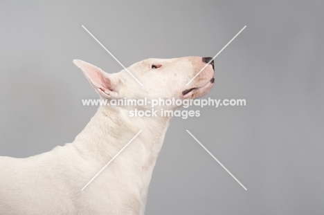 Bull terrier looking up on grey studio background.