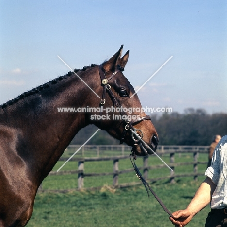 Cobhambury Pegasus, Anglo Arab UK head study, 