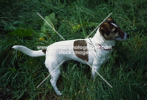 undocked jack russell terrier in long grass