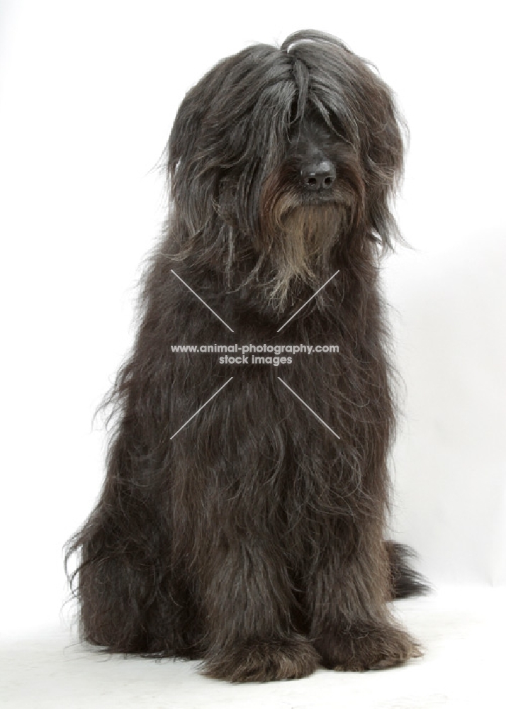 Australian Champion grey briard, sitting down