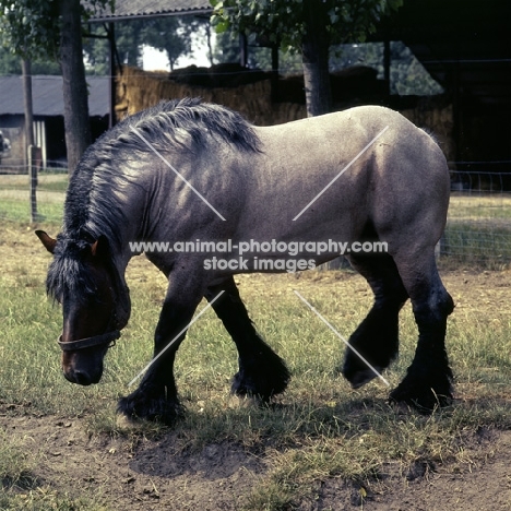 Belgian heavy horse, Jupiter de St Trond