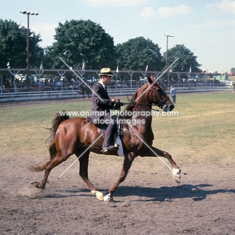 5 gaited american saddlebred ridden in saddle seat style, pace gait, at st quentin show, usa