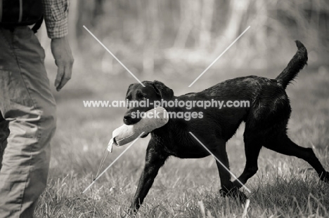 black labrador retrieving dummy to owner