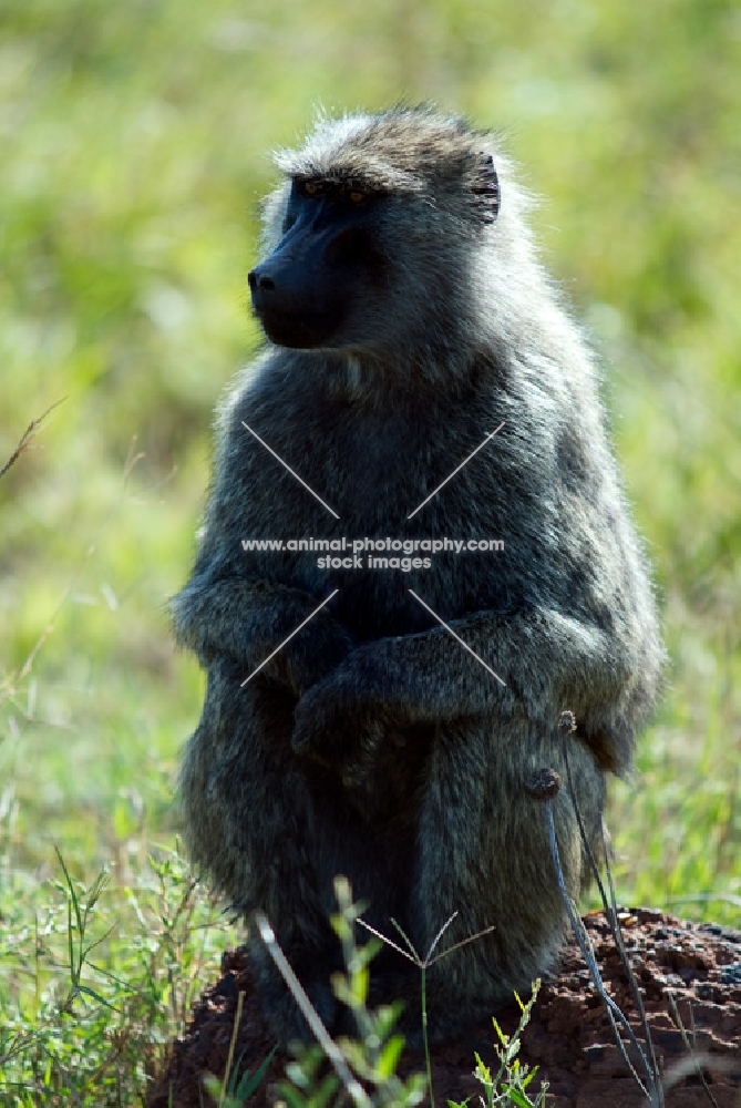 baboon in kenya