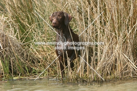 German Wirehaired Pointer near riverside