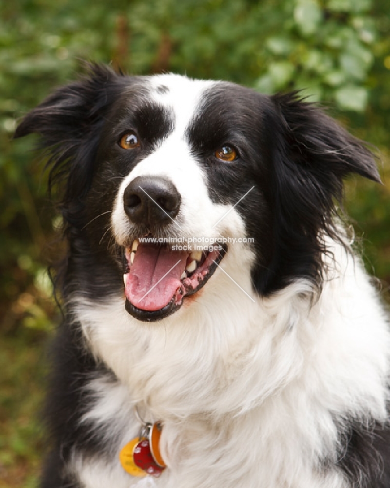 happy Border Collie