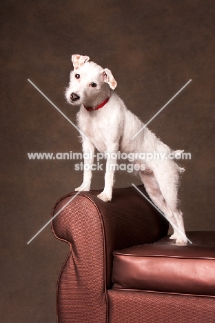 Cross bred dog on chair
