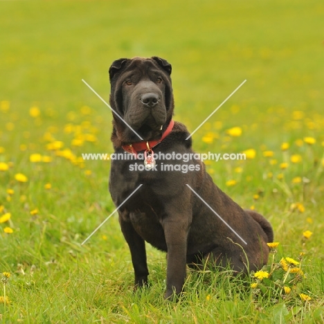 black Shar Pei