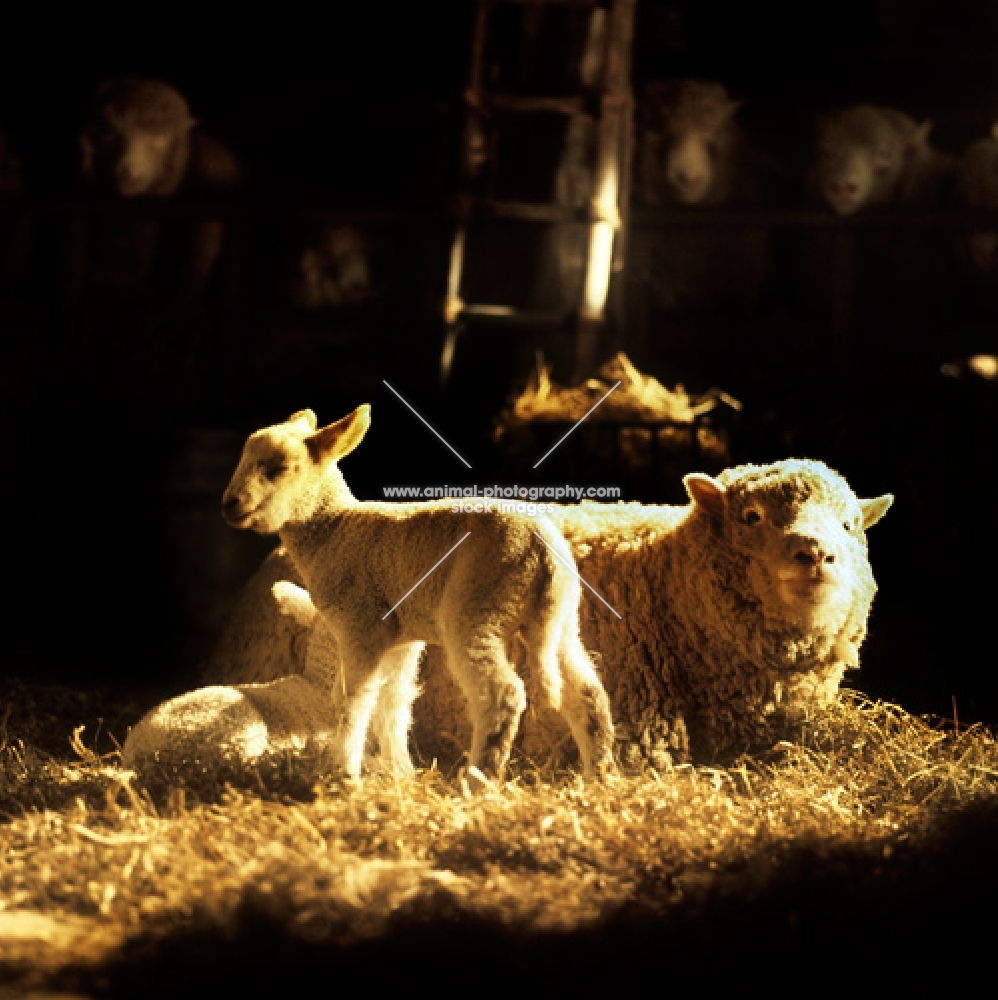 sheep with lamb in a barn