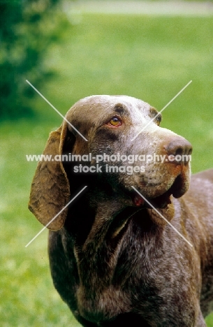 Spanish Pointer (also known as Perdigero de Burgos)